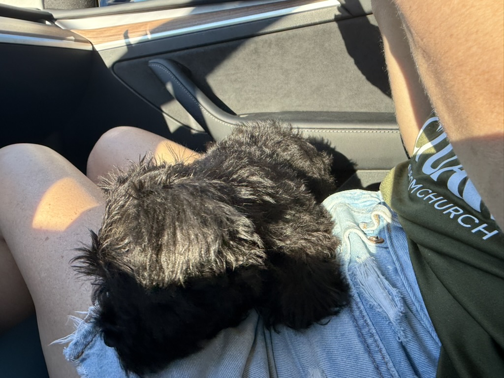 Baby Marvin Maurice curled up on a lap during the car ride home.