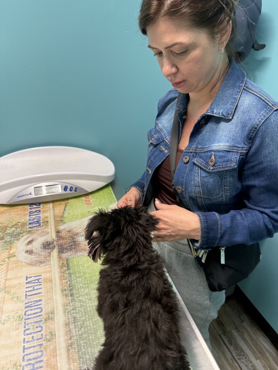 Marvin Maurice sitting on a vet exam table during his first vet visit.