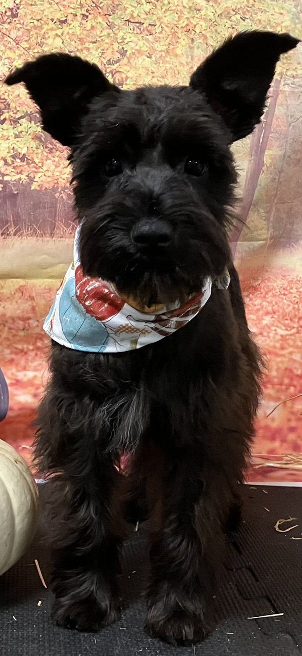 Marvin Maurice after a haircut, wearing a printed bandana in front of a fall backdrop.