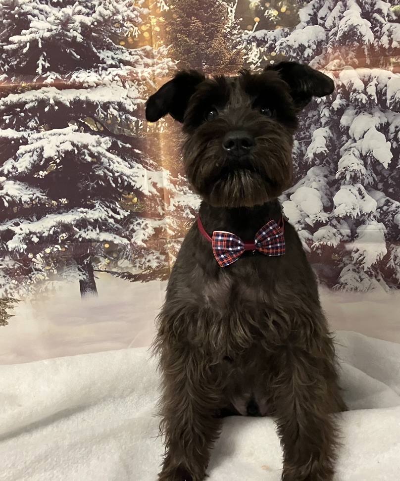 Marvin Maurice after a haircut, wearing a plaid bow tie in front of a snowy winter backdrop.