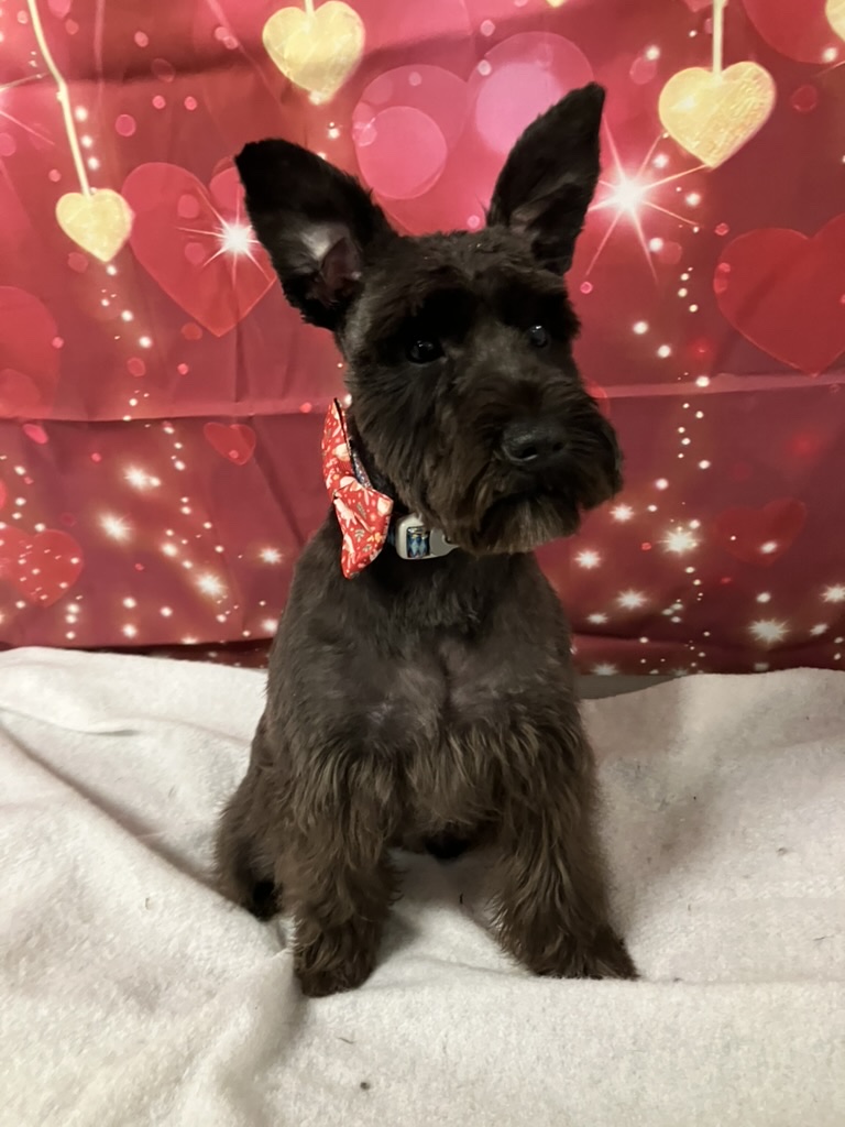 Marvin Maurice after a haircut, wearing a red bow tie in front of a heart backdrop.
