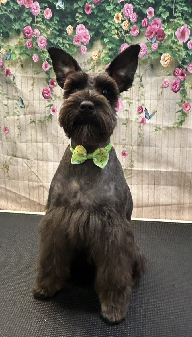 Marvin Maurice after a haircut, wearing a green bow tie in front of a floral backdrop.
