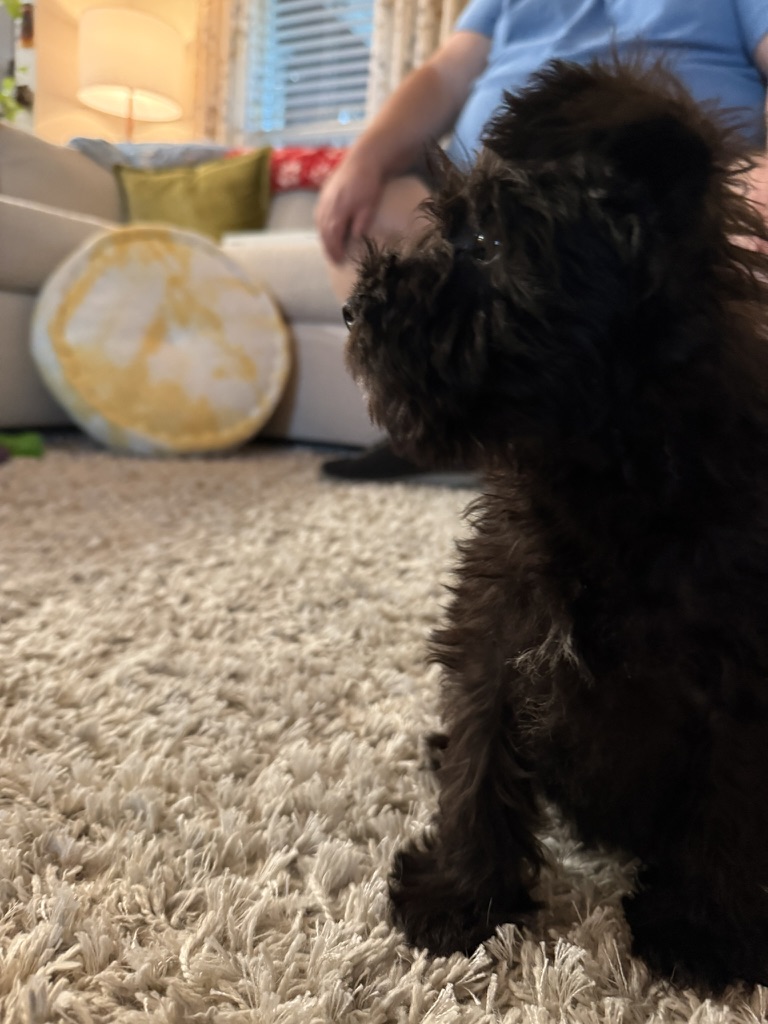 Baby Marvin Maurice standing on a rug and looking around his new home.