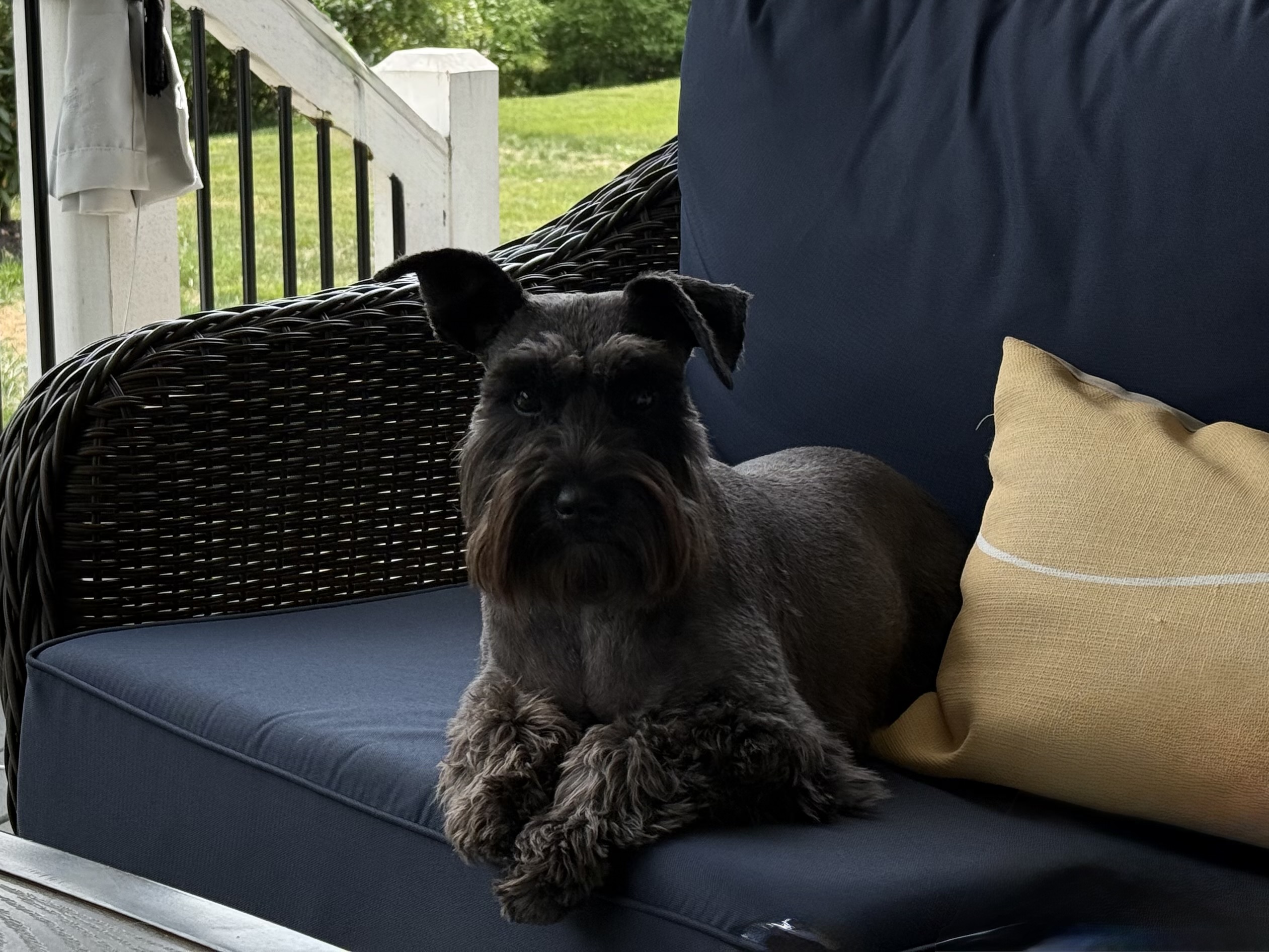 Marvin Maurice resting on a blue porch couch beside a yellow pillow.